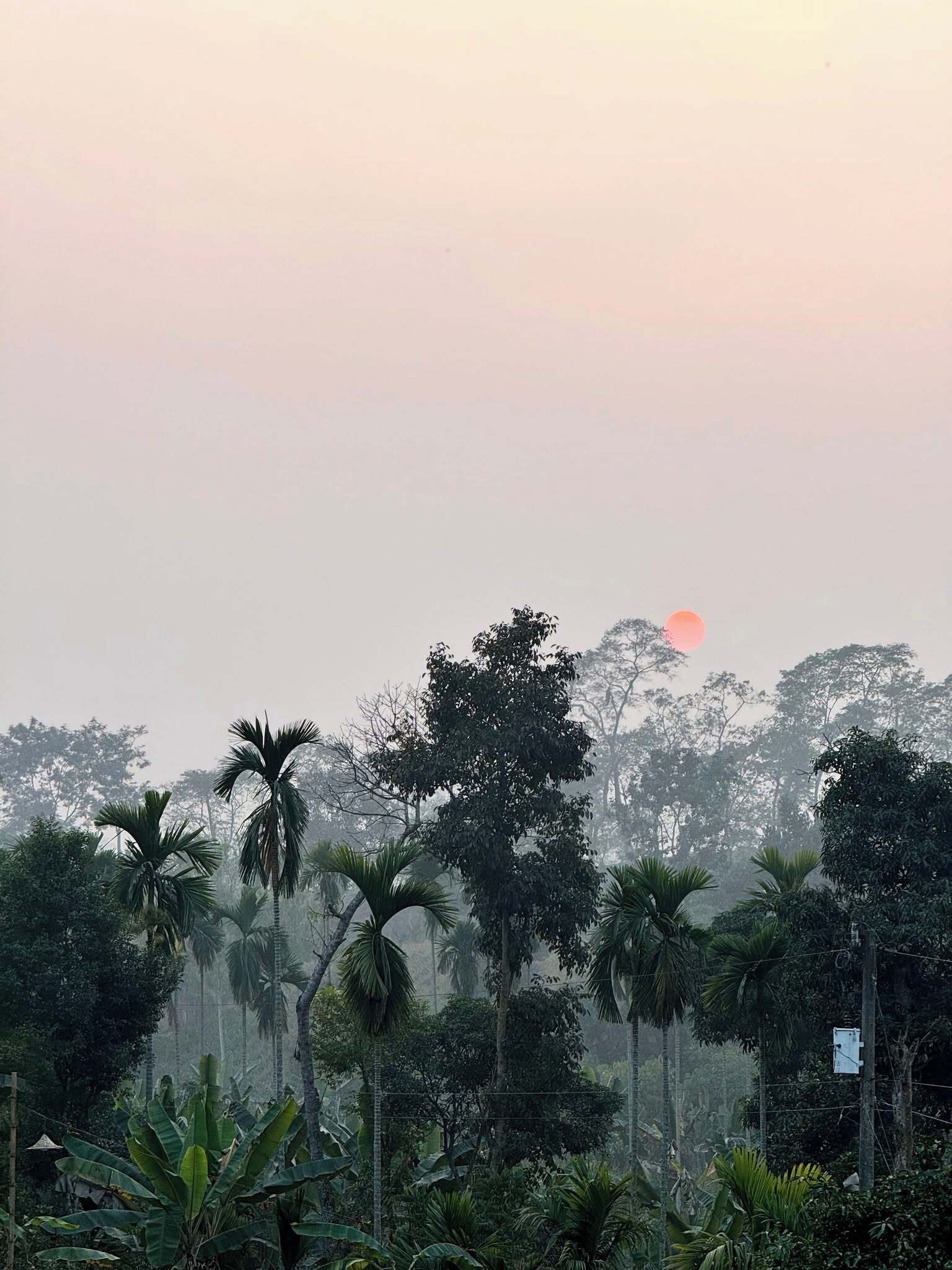 Paisaje tropical con palmeras y una puesta de sol al fondo.