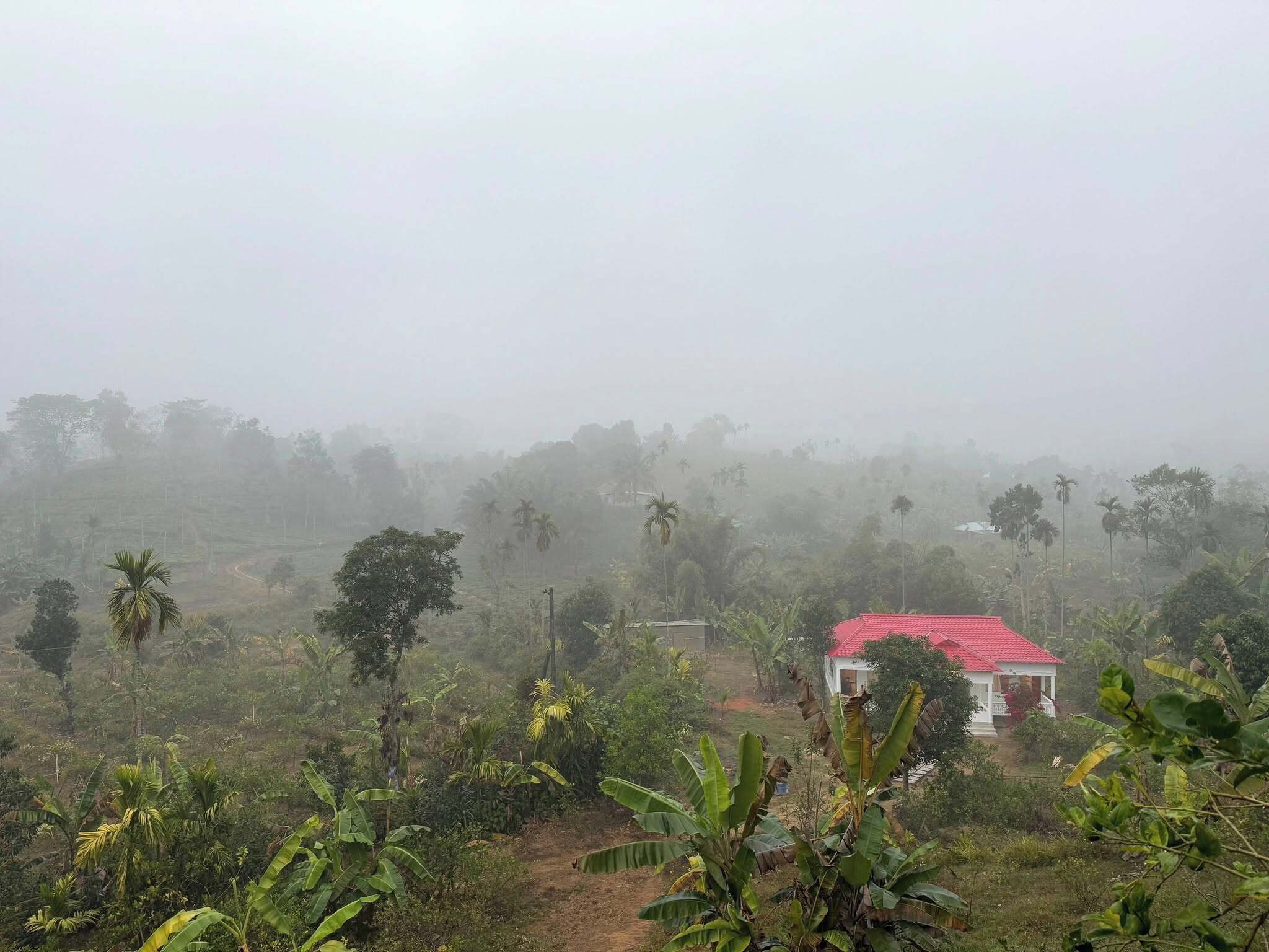 A rural landscape with a house featuring a red roof, surrounded by dense vegetation and palm trees.