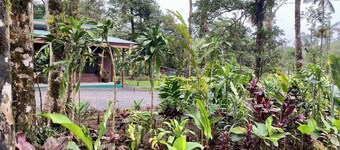 Pura Vidaville - Toucan's Nest