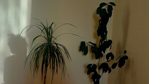 Dos plantas en macetas sobre un suelo de madera cerca de una pared.