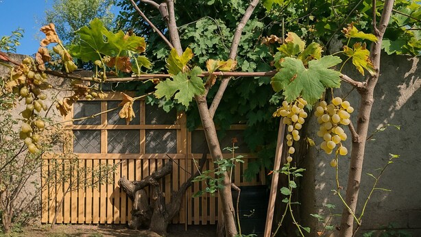 Viñedo con parras y una valla de madera.