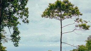 Une plateforme circulaire d’observation, dotée d’une rambarde, entourée d’une végétation luxuriante et d’un grand arbre.