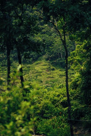 Jardí