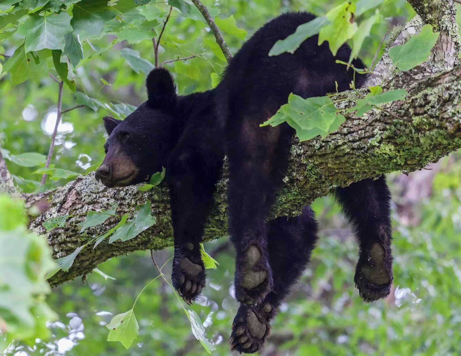 A black bear resting on a tree branch in a forest.