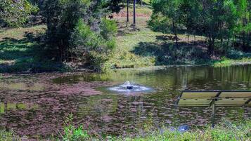 A pond with a water fountain, surrounded by greenery and trees.