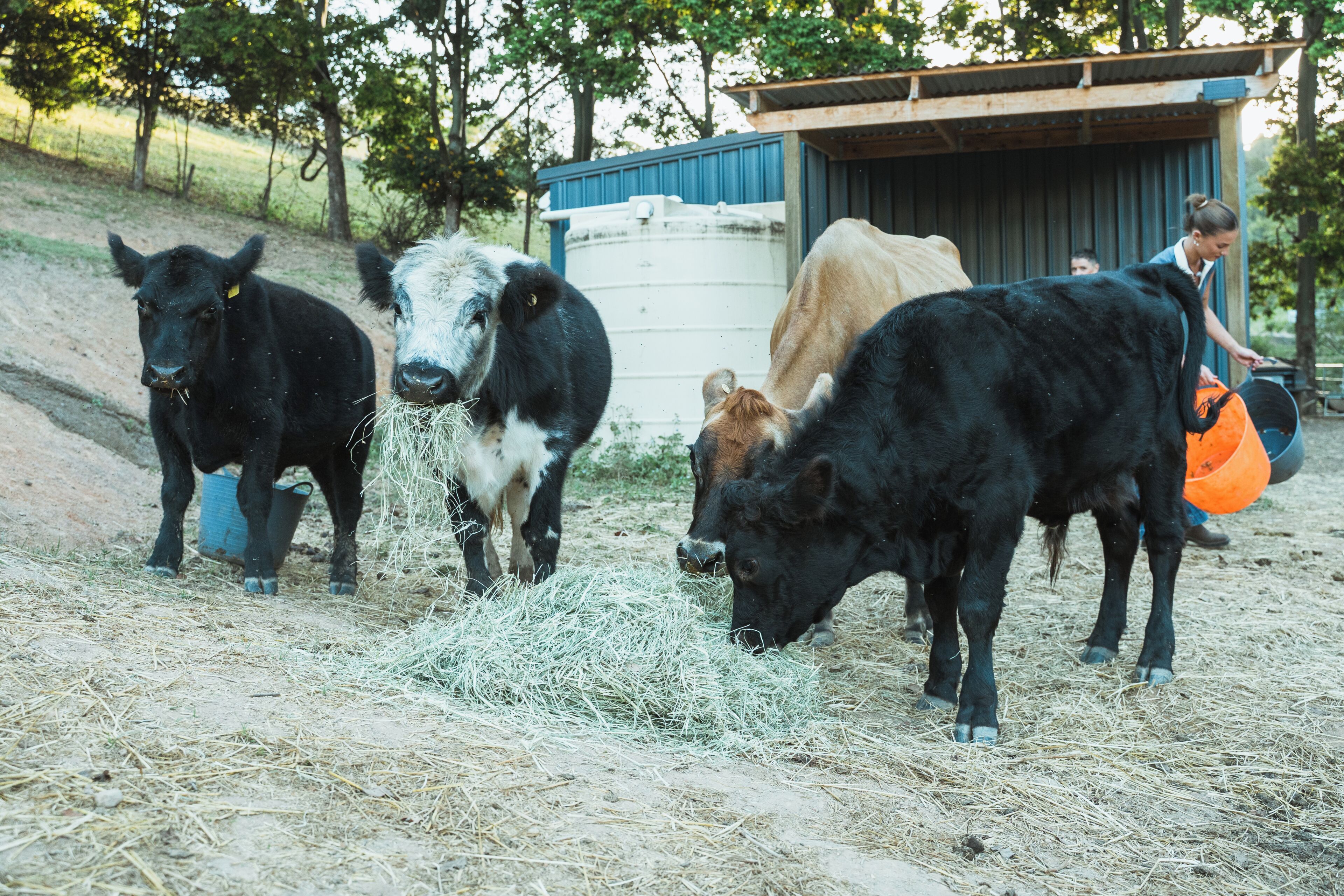 A group of cows grazing near a building with a blue roof.
