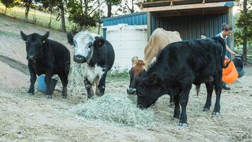 A group of cows grazing near a building with a blue roof.