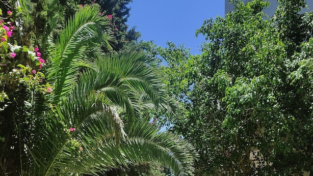 Un camino pavimentado bordeado por abundante vegetación y árboles, que conduce a un edificio.