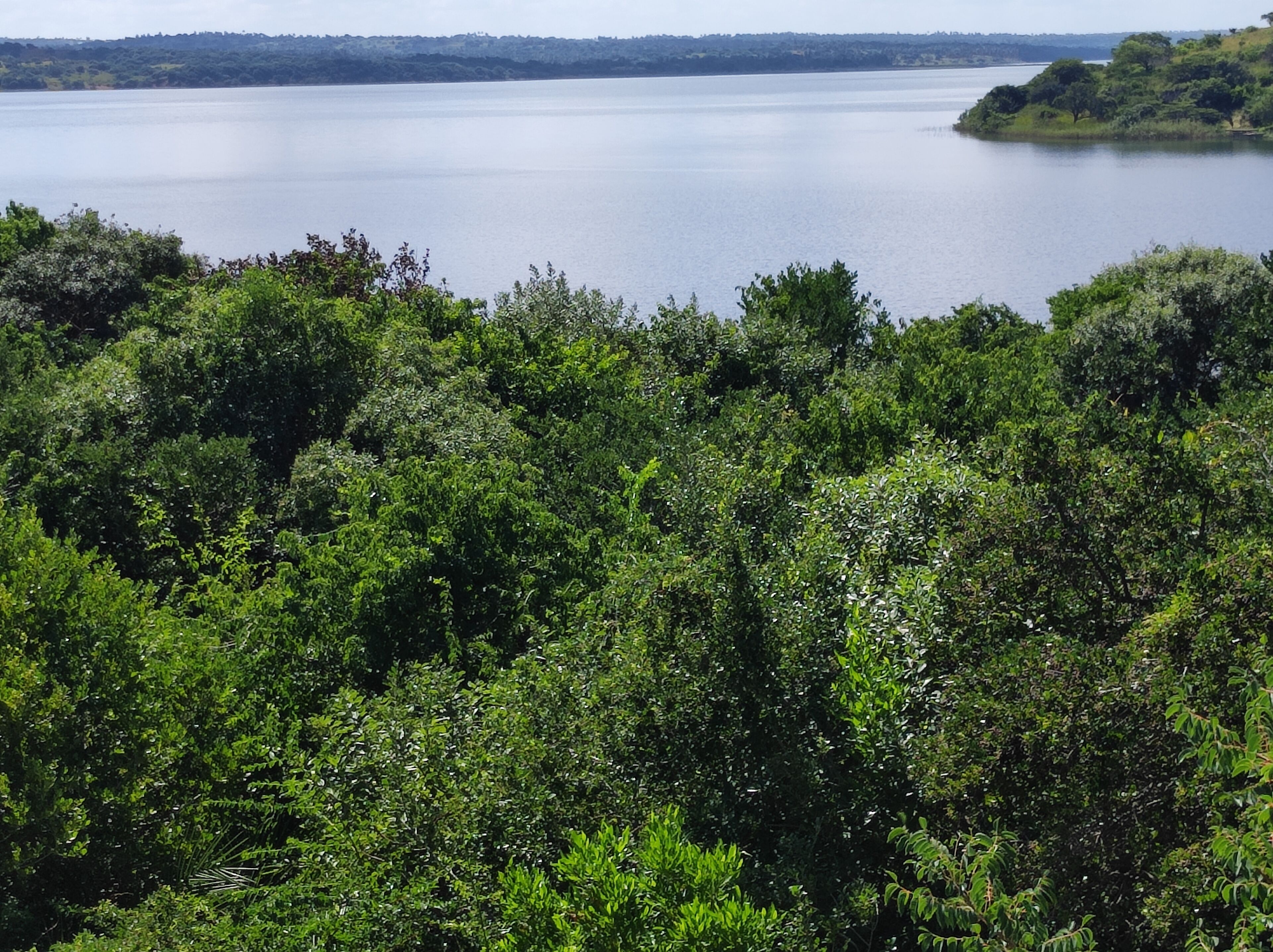 A dense forested area with a large body of water in the background.
