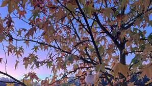Un árbol con hojas otoñales, cielo despejado y una vivienda a lo lejos.