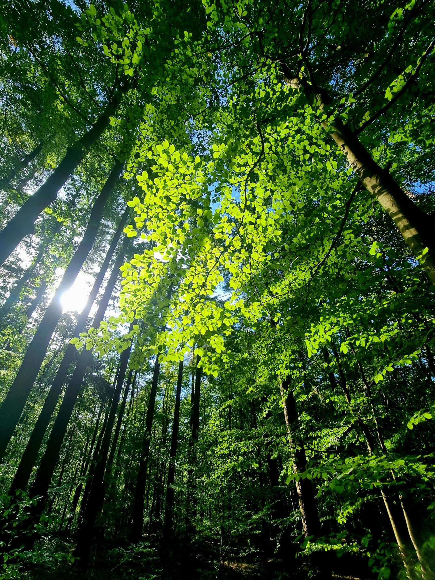 A dense forest with sunlight filtering through the canopy.