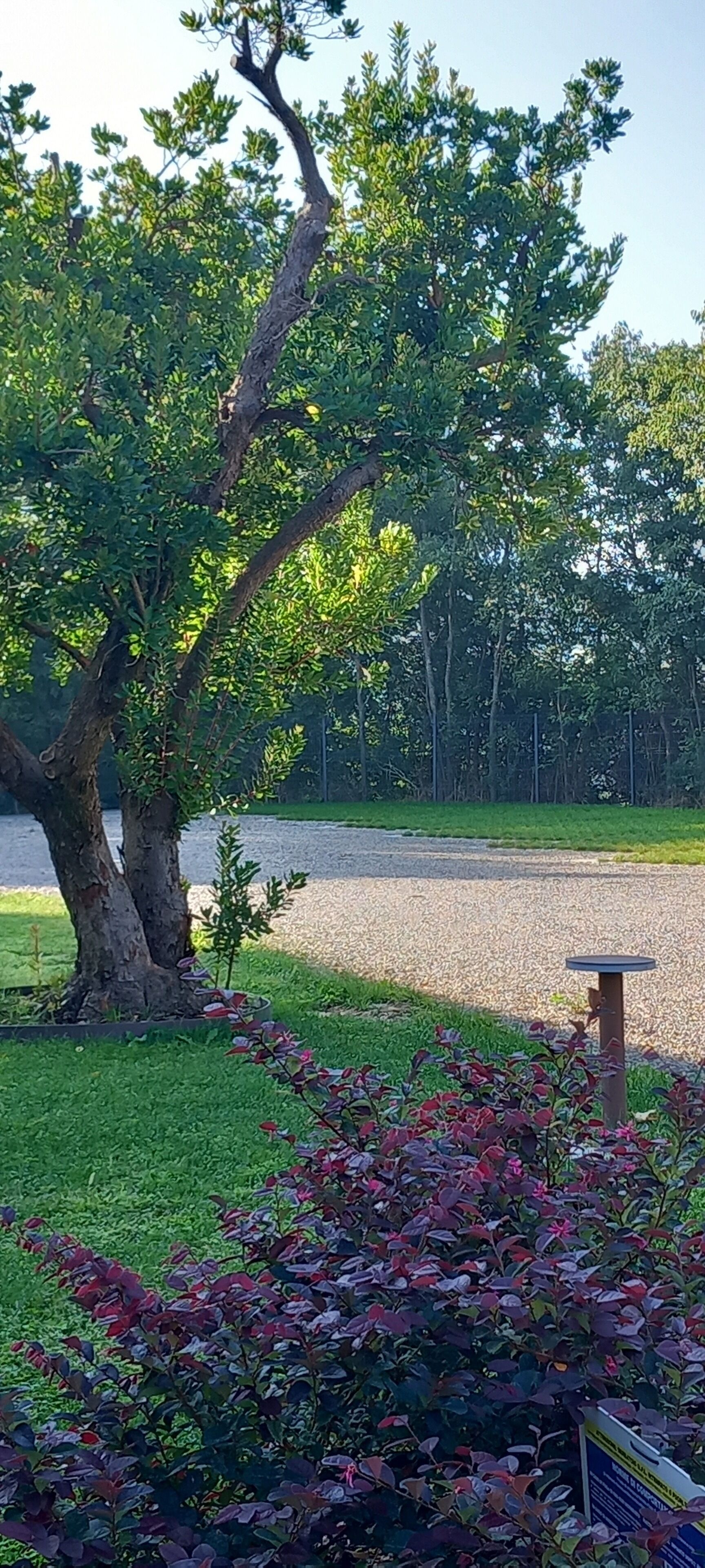 A park with a large tree, a gravel path, and a small table.