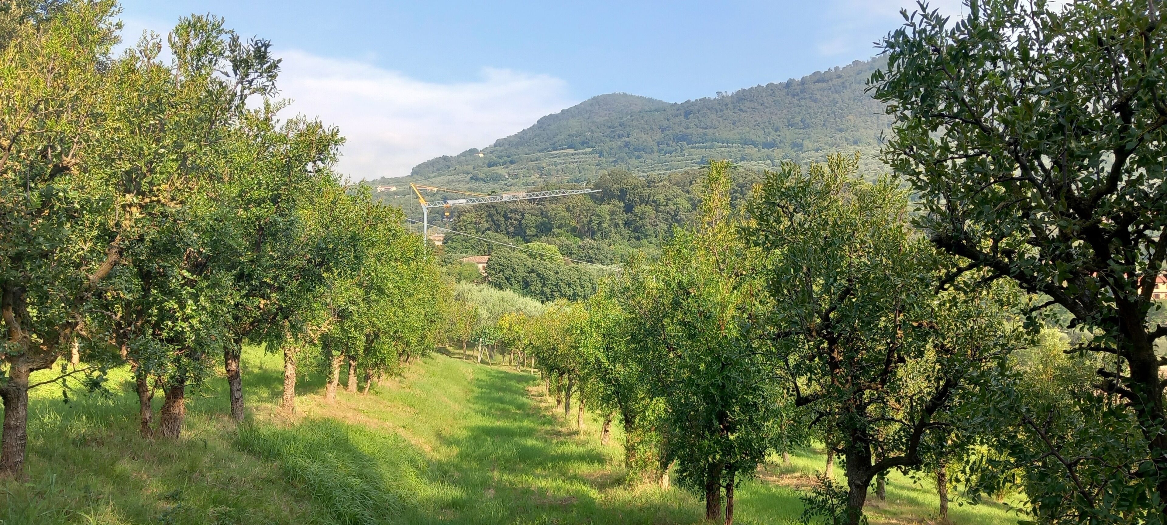 A vineyard with rows of trees and a bridge in the background.