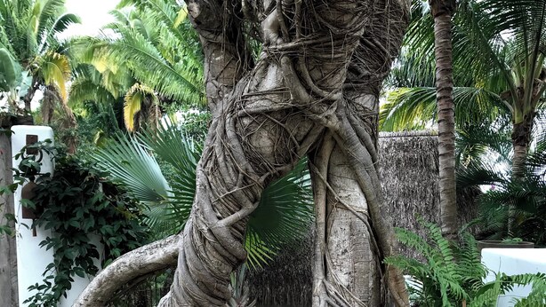 A tree with twisted roots and a stone pathway. - Mi Media Naranja-Ocean view luxury casita (San Pancho)