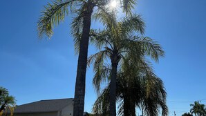 Un grand palmier se dressant sur fond d’un ciel bleu azur.