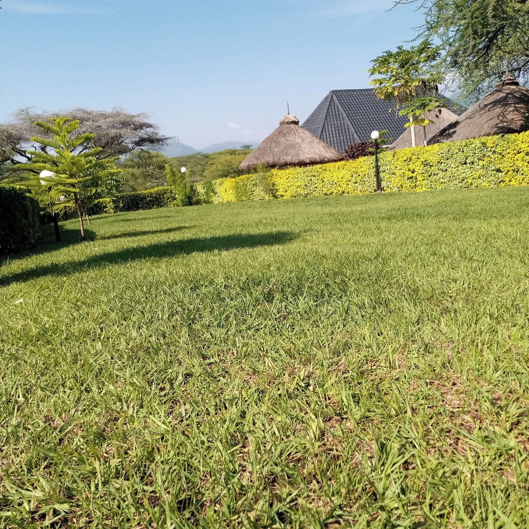 A well-maintained grassy lawn with a thatched-roof building and yellow flowering hedges in the background.