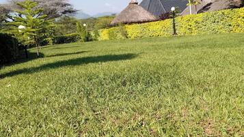A well-maintained grassy lawn with a thatched-roof building and yellow flowering hedges in the background.