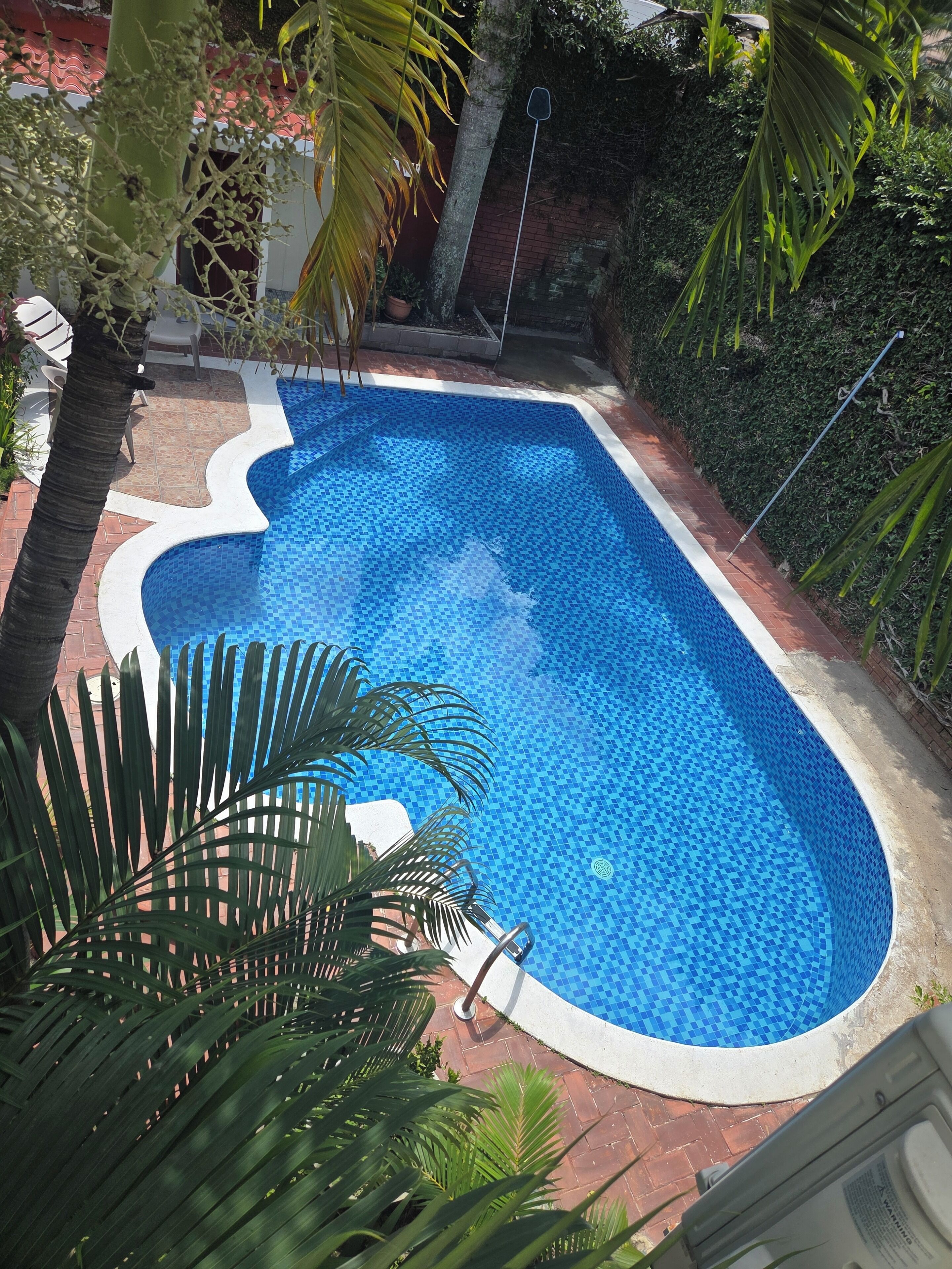 Una piscina rectangular con borde de azulejos, rodeada por un camino de ladrillos y palmeras.