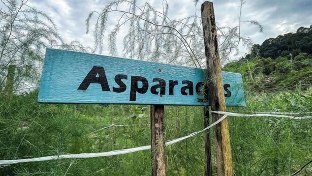 Een houten bord met de tekst 'Asparagas' erop, bevestigd aan een paal, met een draadhek op de achtergrond.