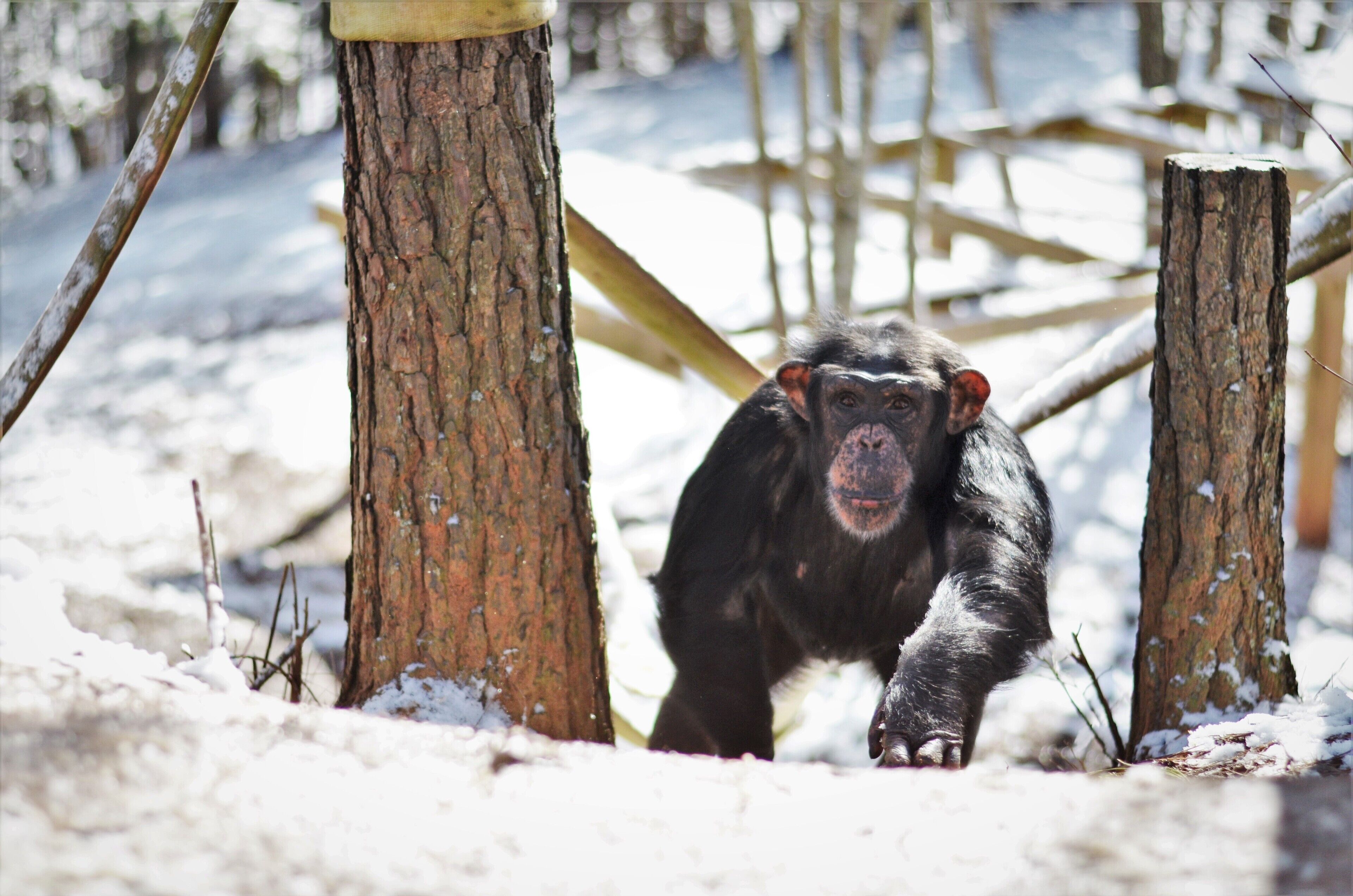 A chimpanzee in a snowy enclosure with wooden structures.