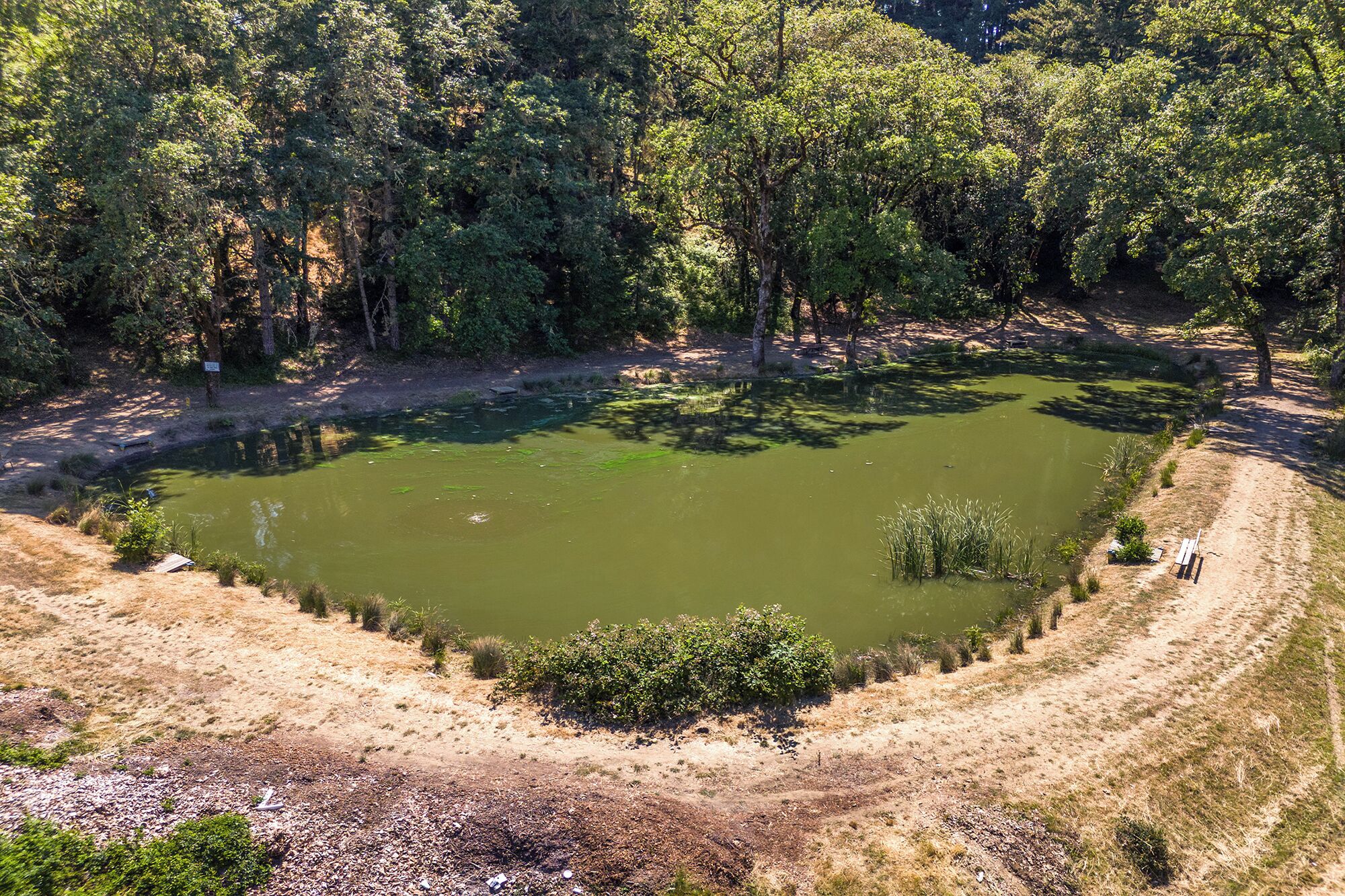 An aerial view of a natural pond surrounded by dense forest, with a dirt path leading to a bench.