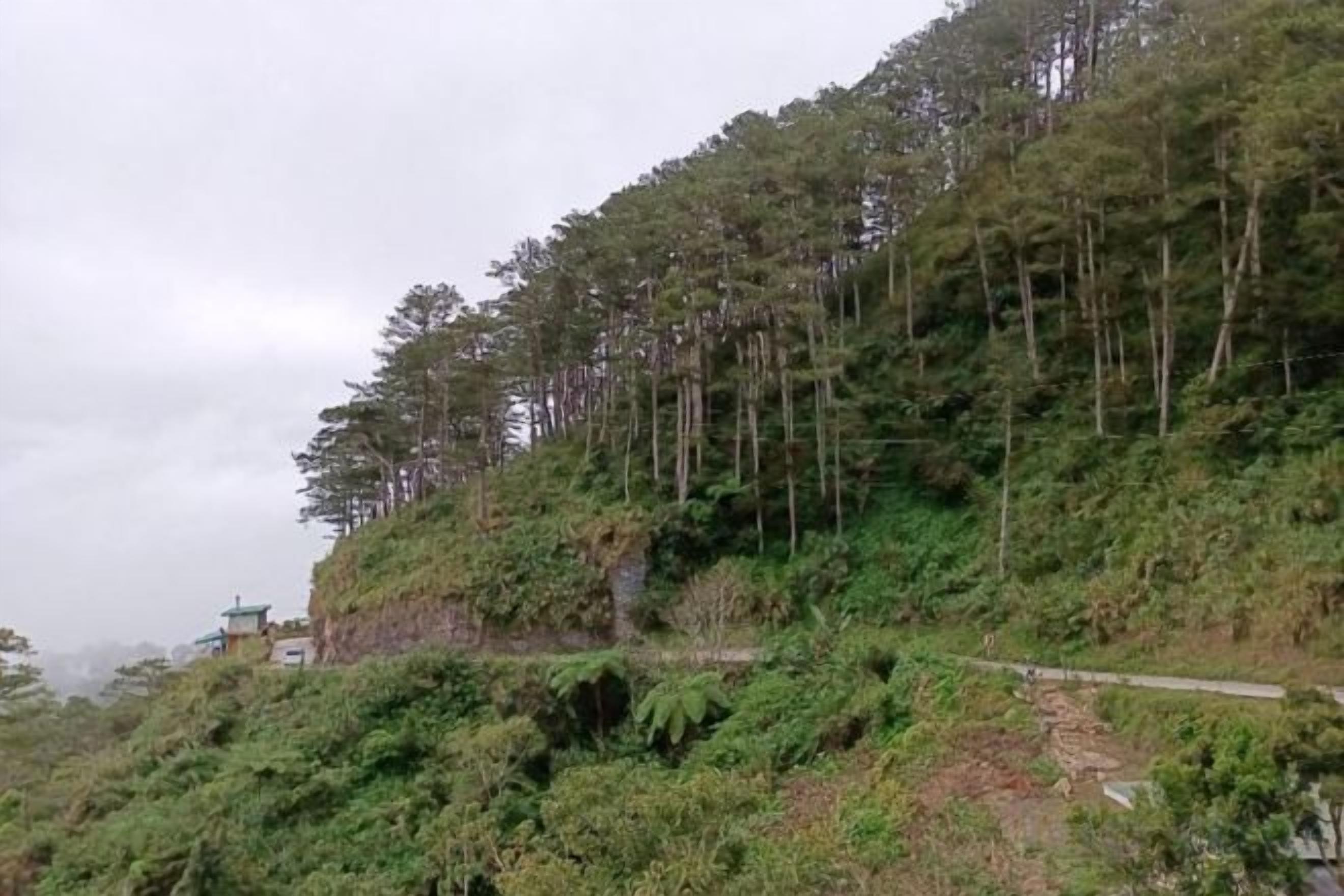 A hillside with dense forest and a paved path.