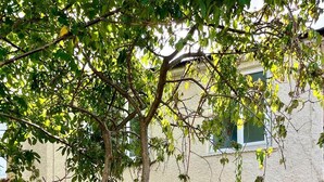 Un edificio con fachada tradicional, una puerta negra adornada con un lazo, y un árbol en primer plano.