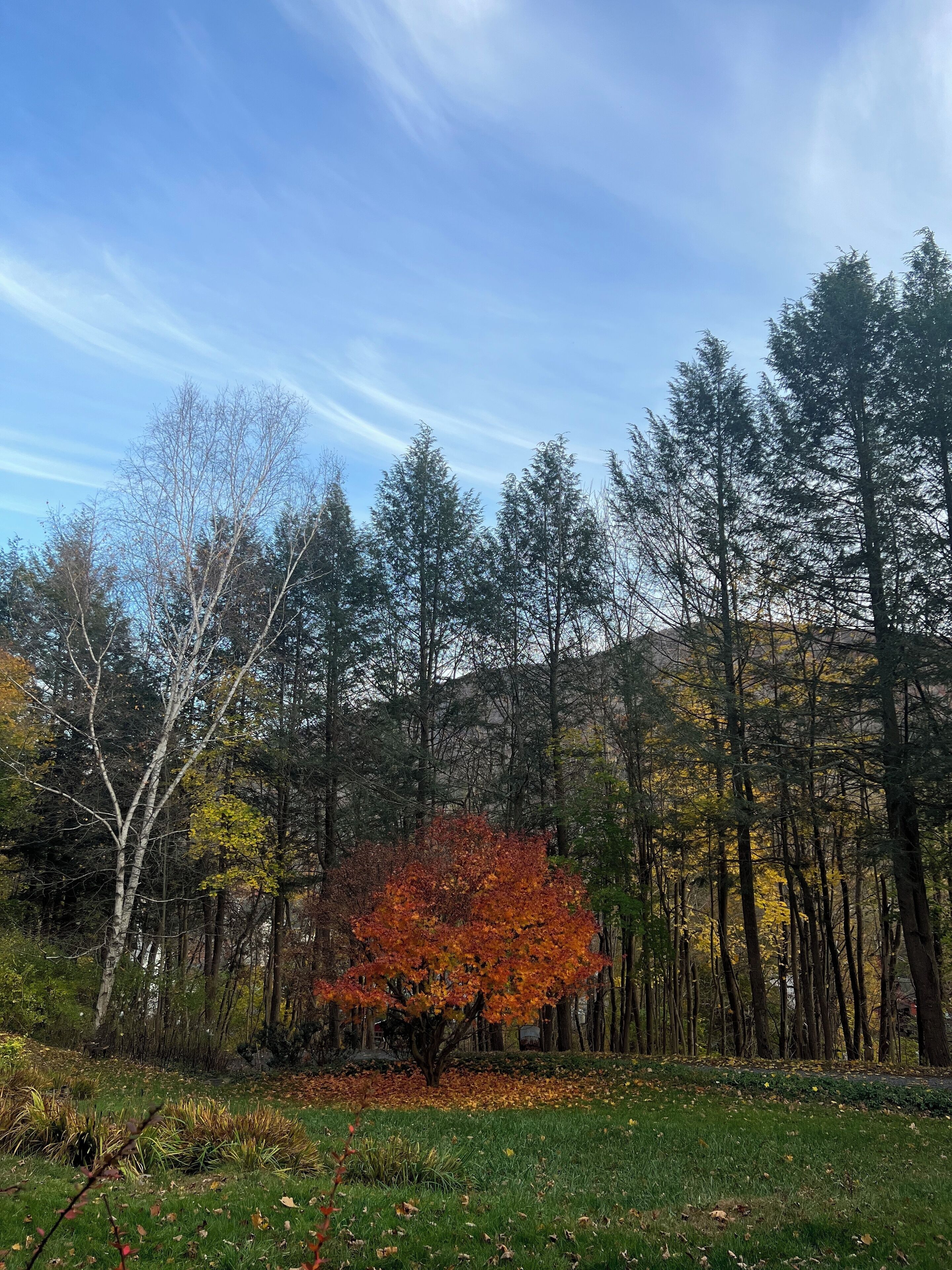 Ett skogsområde med många olika trädslag, inklusive ett framträdande träd med höstfärgade löv.