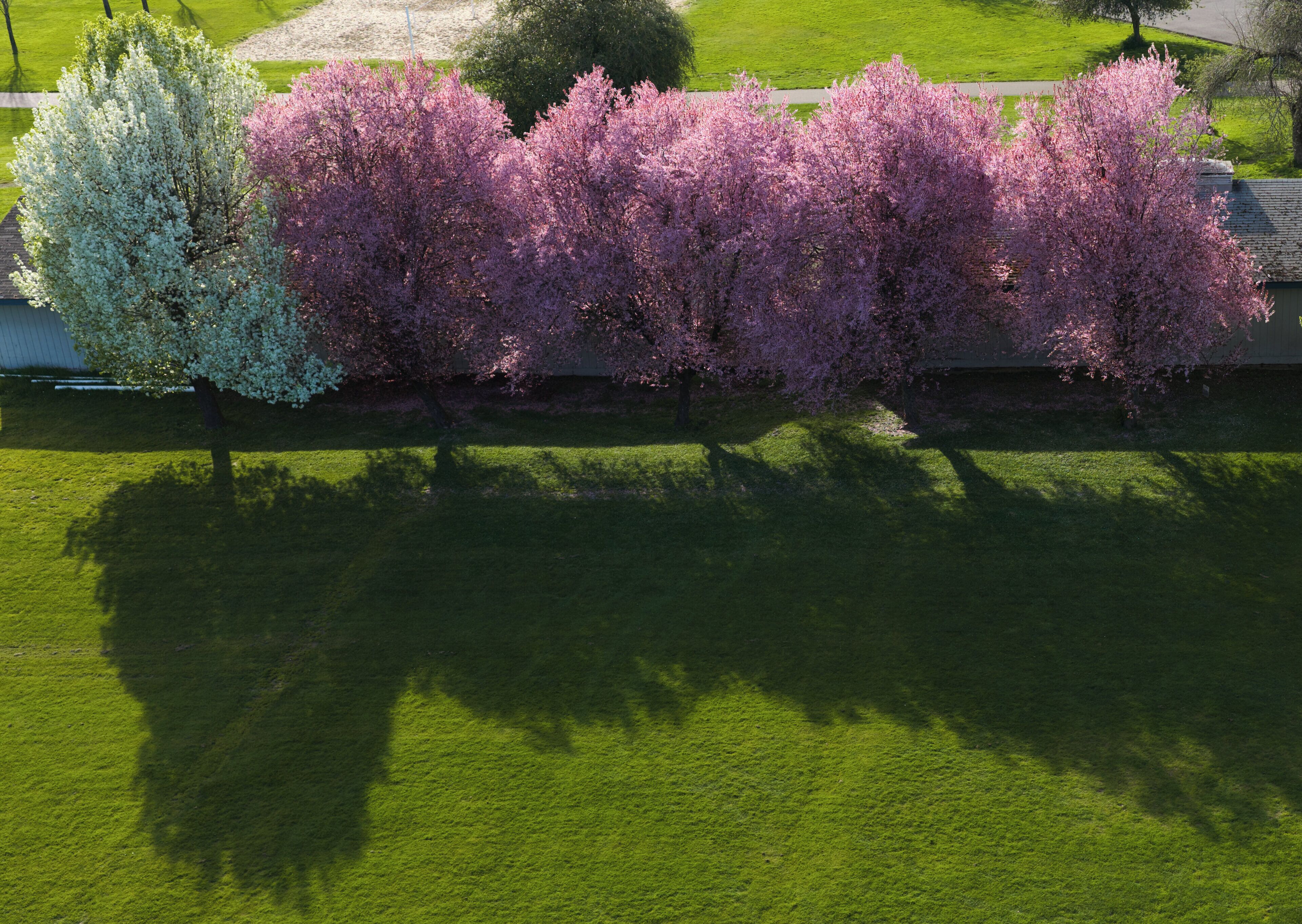 A row of trees with pink blossoms, a well-maintained lawn, and a clear sky.
