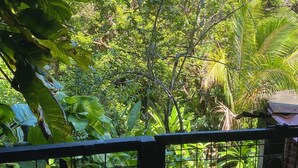 Vista de un jardín exuberante con follaje denso y un sendero de grava.