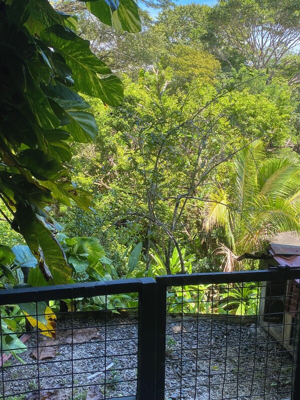 Une vue d’un jardin luxuriant, avec un feuillage dense et un chemin de gravier.