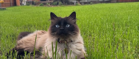 A cat lying on grass with a house and tree in the background.