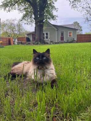 A cat lying on grass with a house and tree in the background. - Historic 2 BR•King Bed•Big Yard•Firepit•Fireplace•Trailer Parking (Mena)