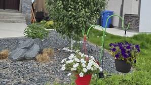 Un barrio residencial con una casa de fachada de piedra, un gran árbol en el jardín delantero y plantas en macetas con flores blancas y púrpuras.