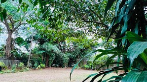 A garden area with various plants and trees, a grassy lawn, and a hose lying on the ground. - City Unit 4 Walk to Esplanade (Cairns North)