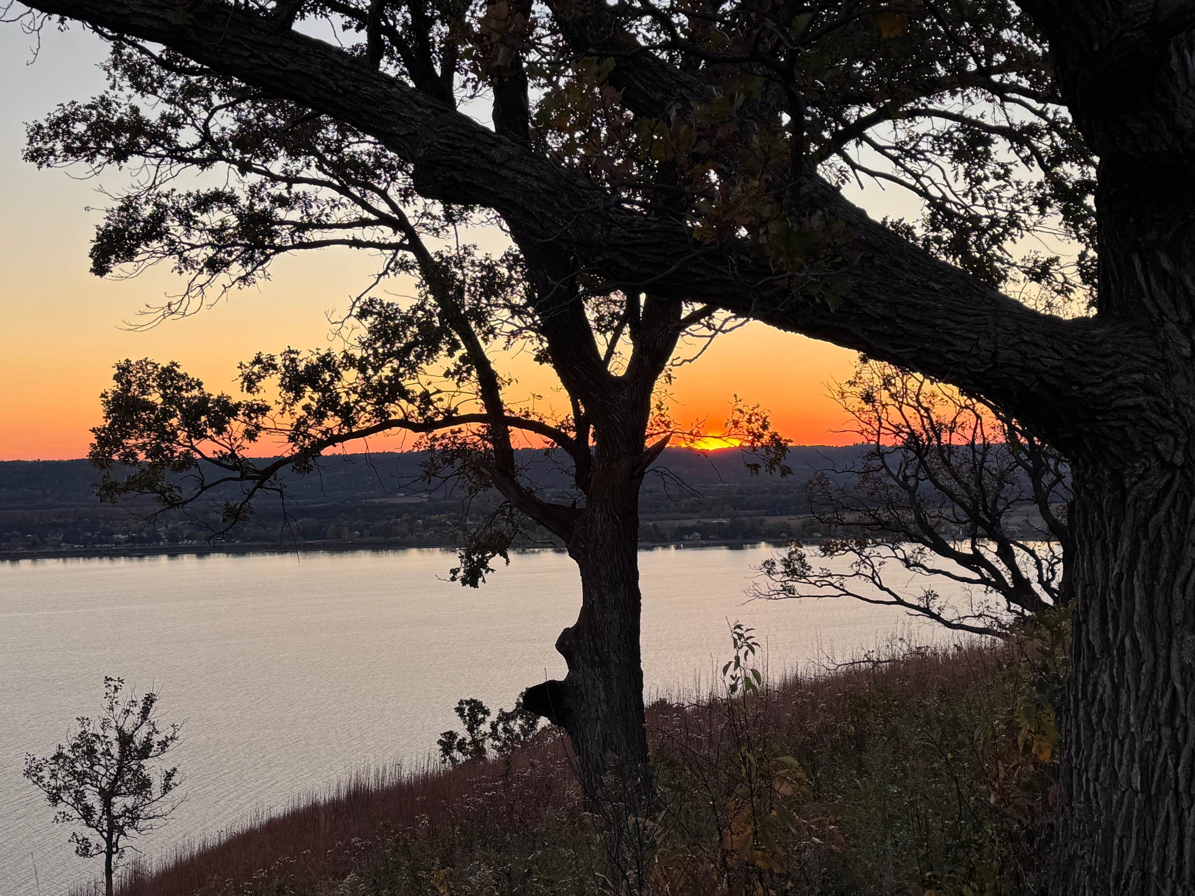 Un albero con un tramonto sullo sfondo.