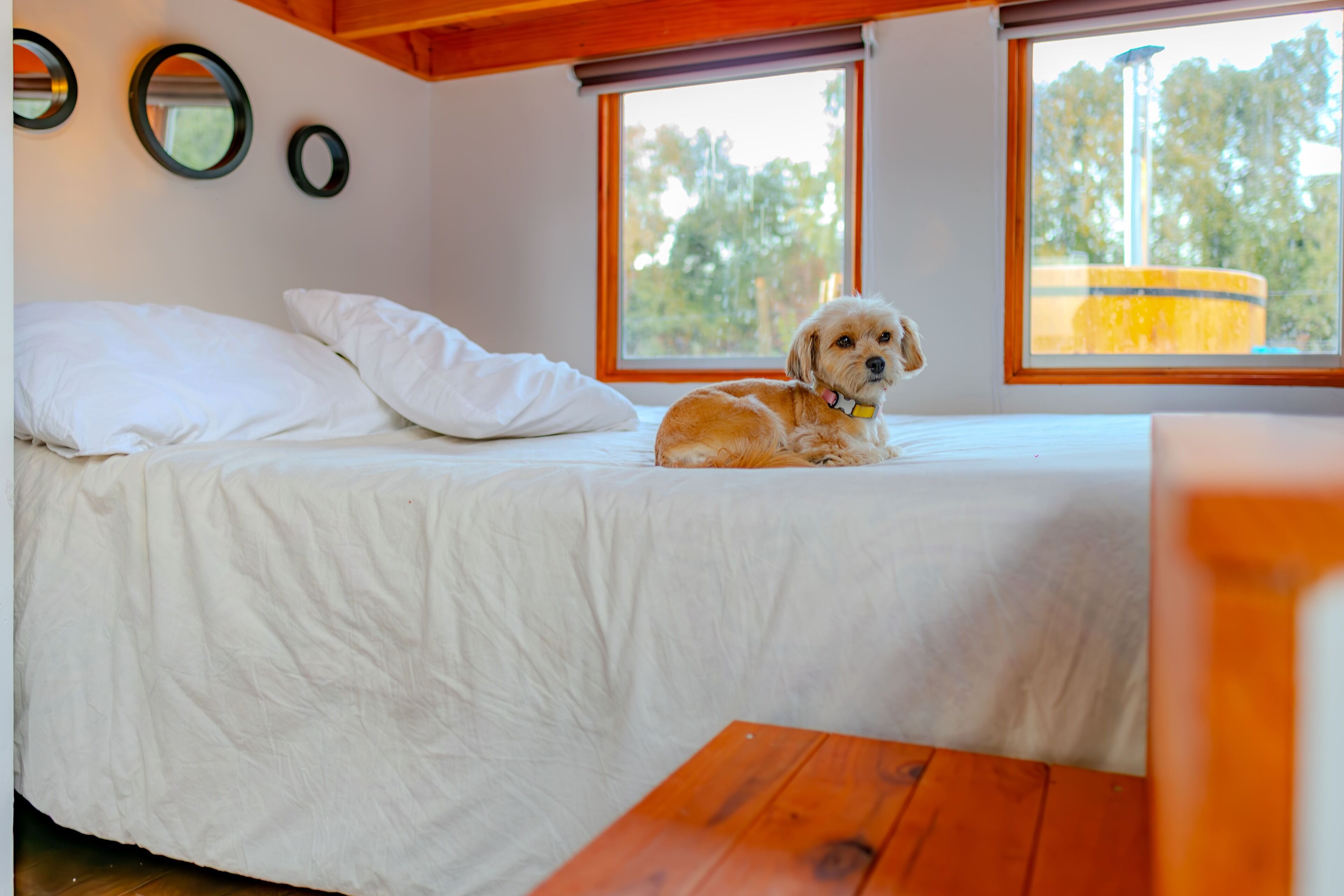 A bed with white bedding, a small wooden table, and a dog sitting on the bed.
