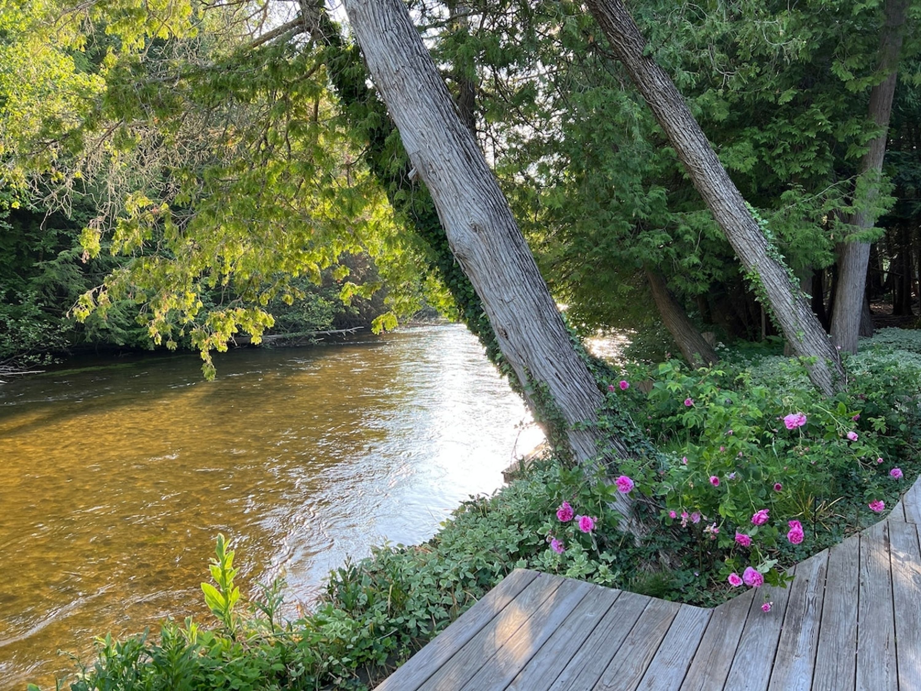 Terraza de madera con vistas a un río, rodeada de abundante vegetación y flores rosadas.