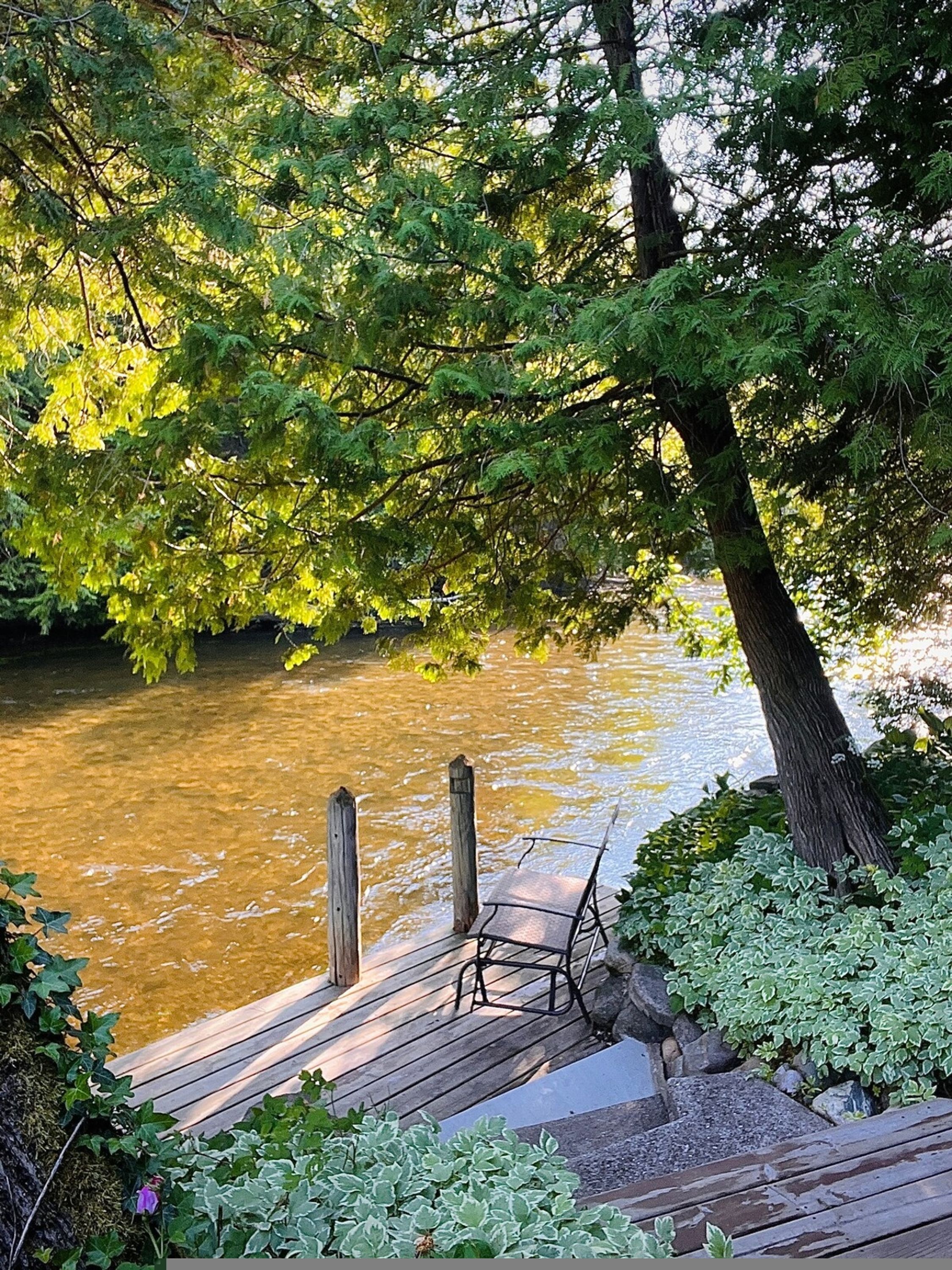 Een houten steiger die over een rivier reikt, omringd door weelderige begroeiing en bomen.