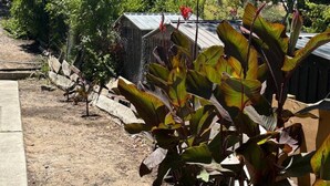 A garden area with a dirt path, a wooden fence, and various plants. - Newly Renovated Lakefront w/Dock (Bethel Island)