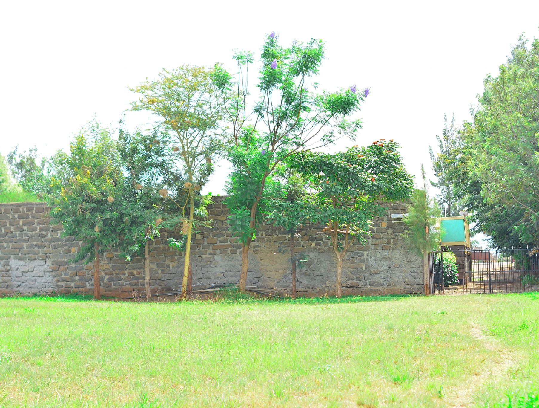 Taman