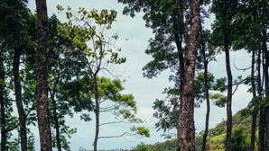 A concrete staircase leading up a hill, surrounded by trees and greenery. - Matahom Forest Glamping Tent 2 (Mambajao)