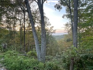A forested area with tall trees and dense underbrush. - NEW! Retro 1970s Camper 24-Mile Ridgetop Views, Stargazing & Private Retreat (Campton)