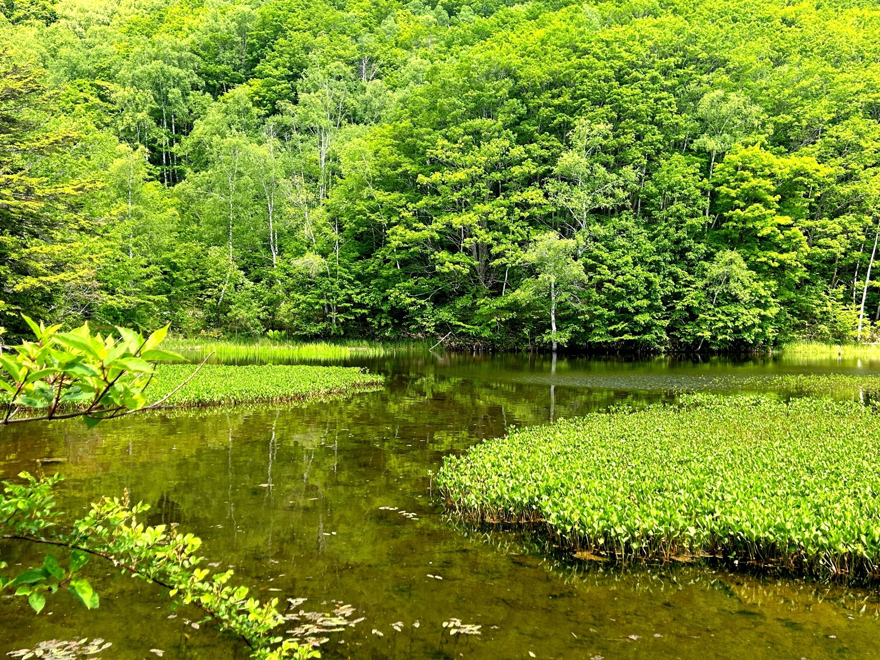 Paisatge natural amb una bassa envoltada de vegetació frondosa i arbres.