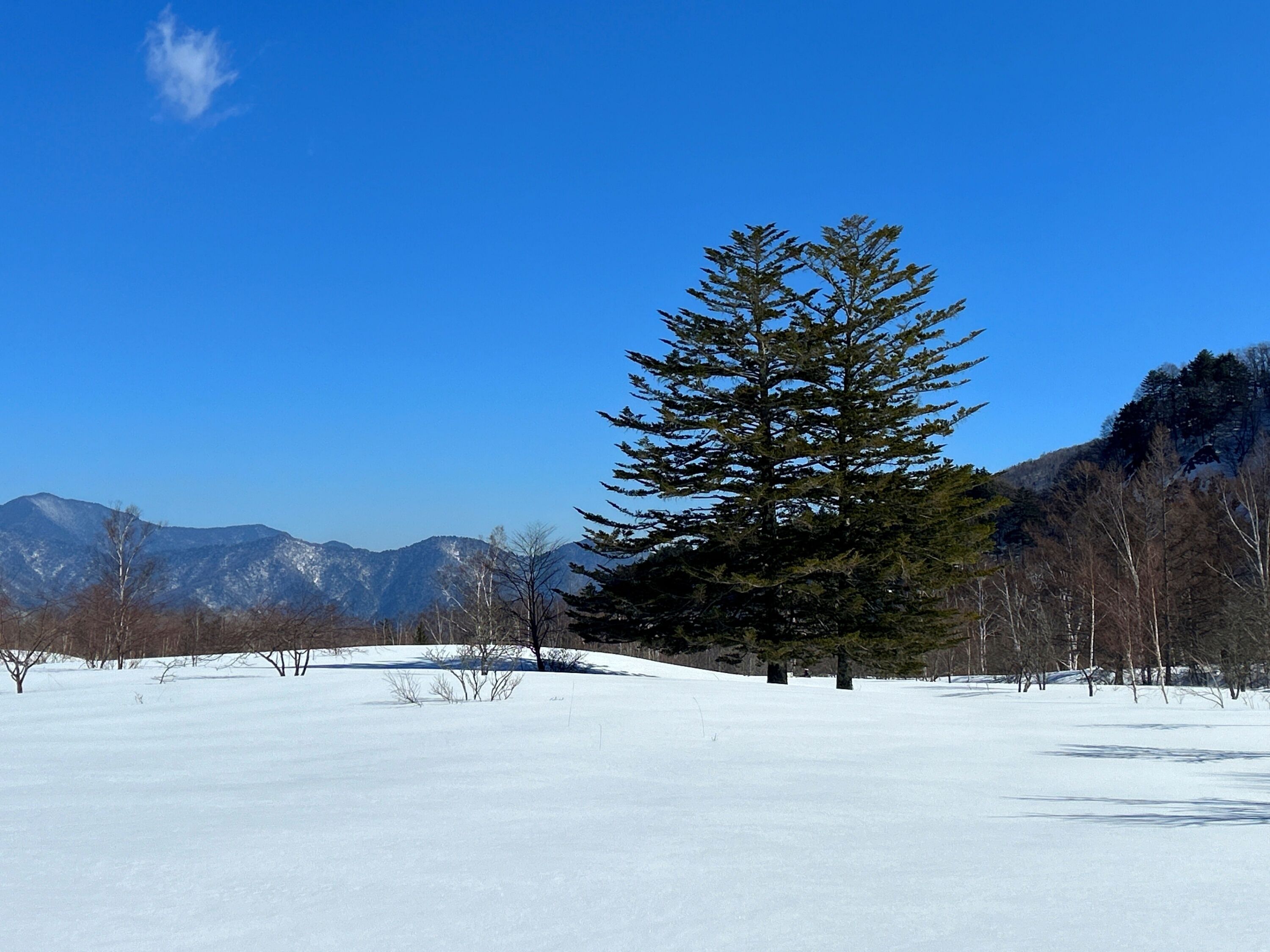 Un paysage enneigé avec un grand arbre à feuilles persistantes bien visible et des montagnes en arrière-plan.