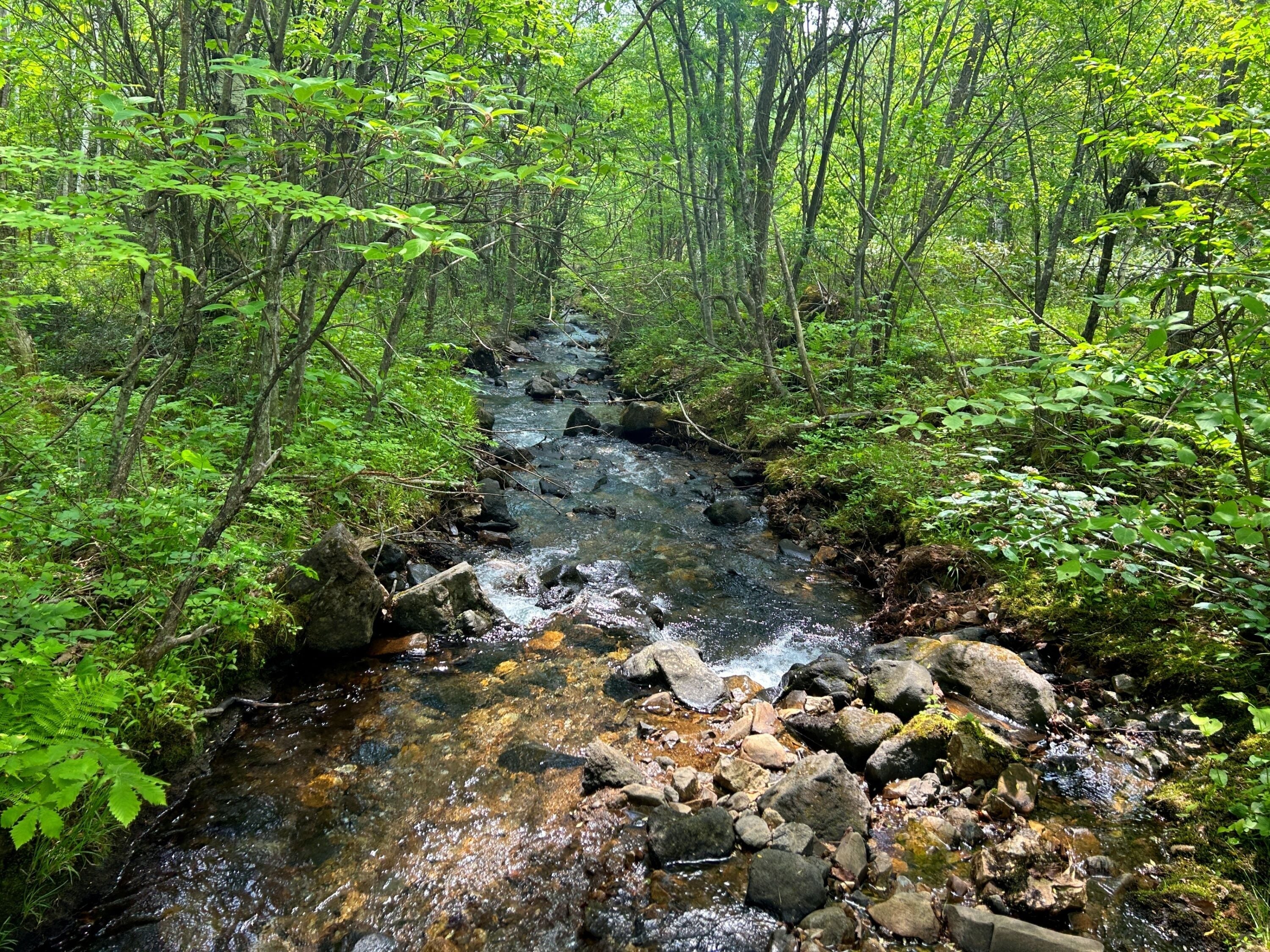 A forest stream with rocks and greenery.