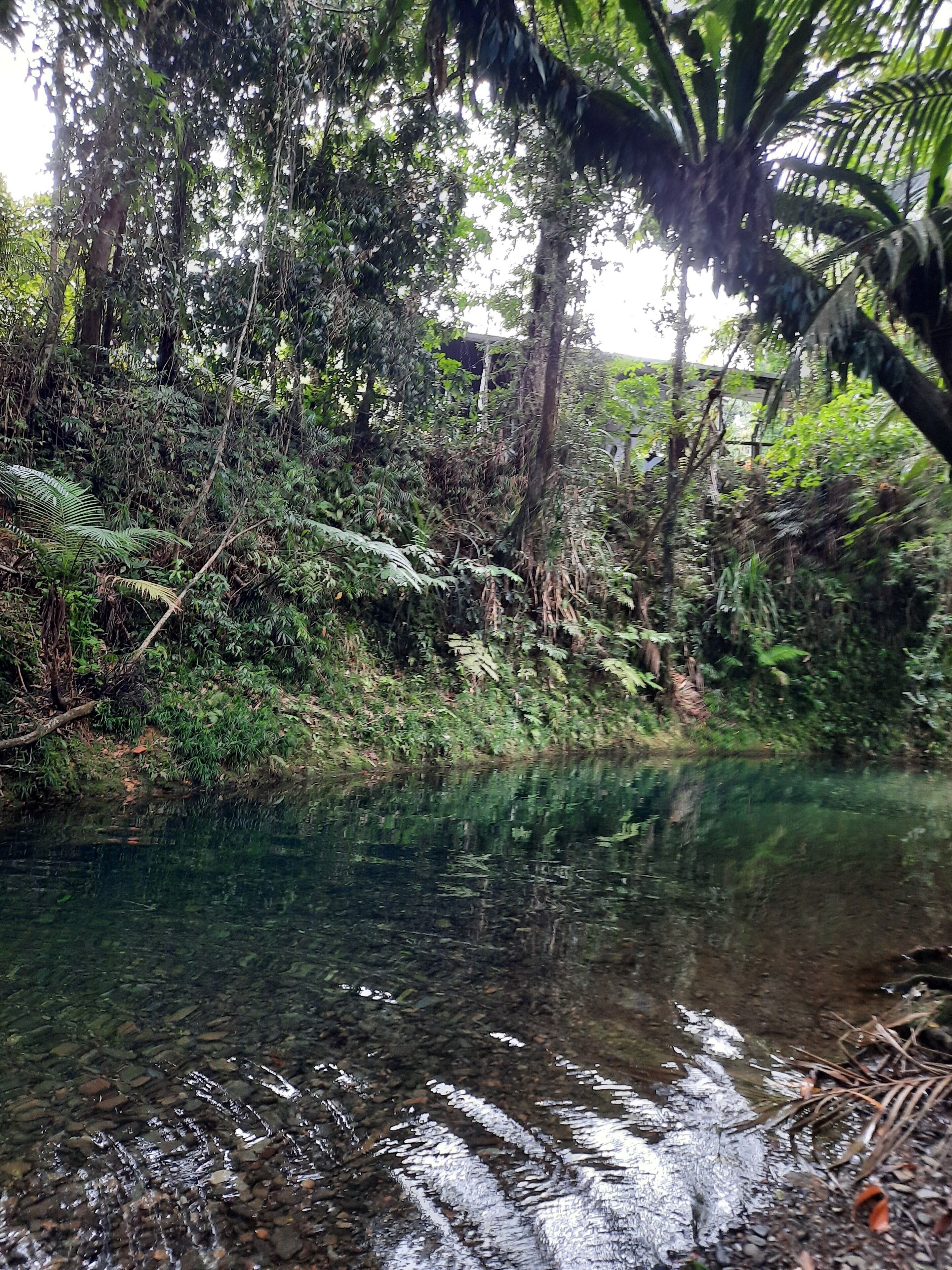 A natural landscape with a clear water body surrounded by dense vegetation and trees.