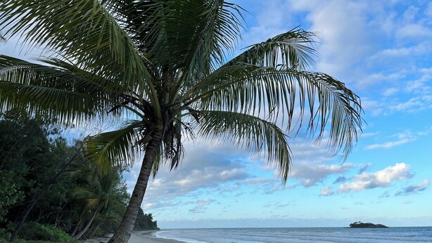 Una platja amb una palmera i vista al mar.