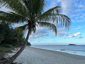 A beach with a palm tree and ocean view. - air conditioned, beach, rainforest,cassowary, goanna ,beach cafe, king bed (Thornton Beach)