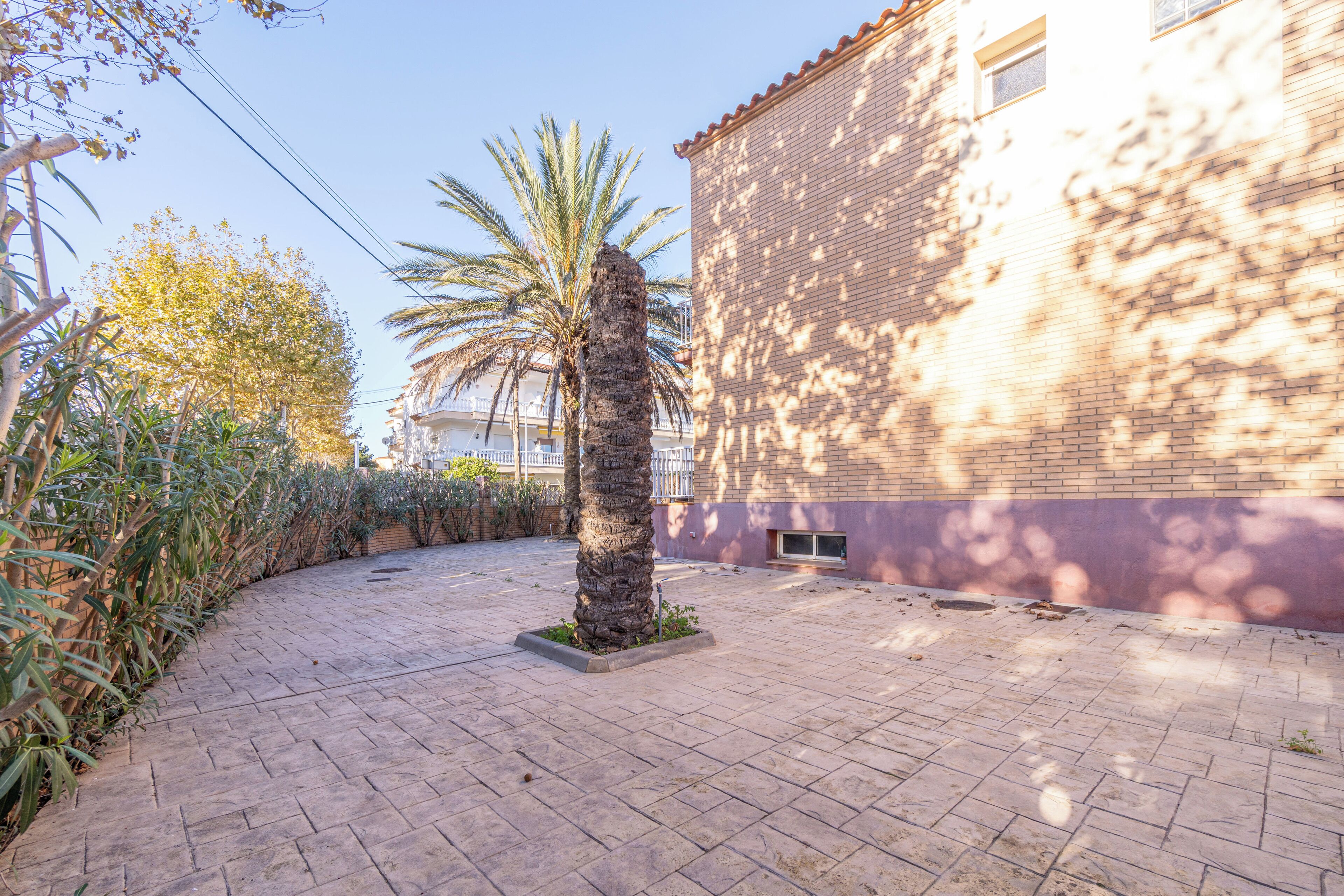 A paved courtyard with a palm tree, a brick building with a window, and a clear sky.
